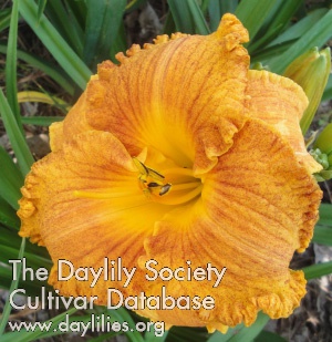 Daylily Red Sun Spots